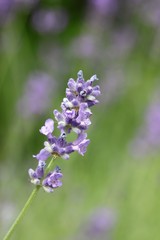 Obraz premium Lavender /Lavandula angustifolia aromatico/