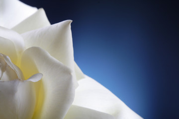 Fototapeta na wymiar white rose