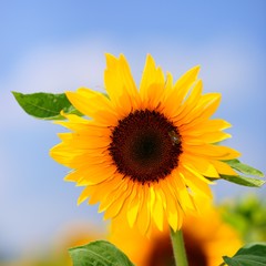 Fototapeta premium Sonnenblume