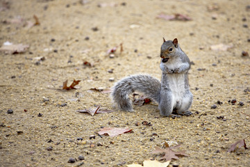 Cute squirrel eating a nut.