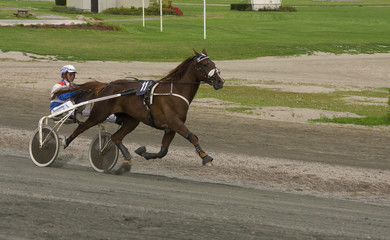 Trotting race