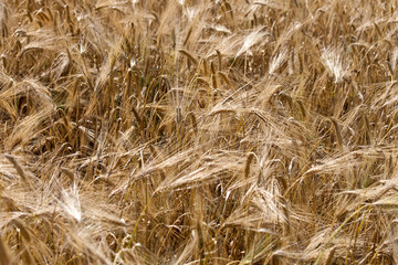 wheat ears
