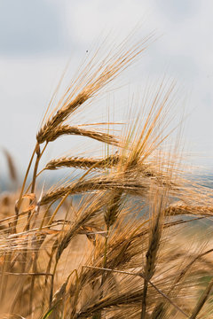 wheat ears