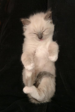 RAGDOLL