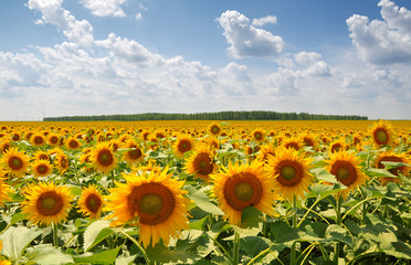 Obraz premium Sunflowers field