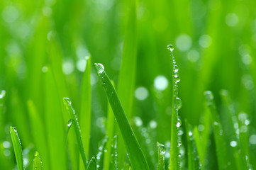 Fototapeta premium green lawn