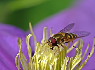 Wasp on clematis flower close-up