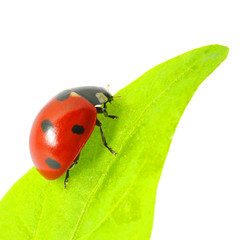 ladybug
