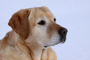 Labrador Retriever im Schnee