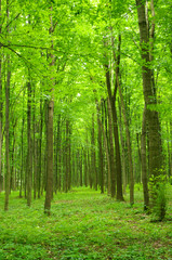 Fototapeta premium green forest
