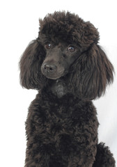BARBONE