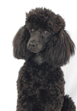 BARBONE