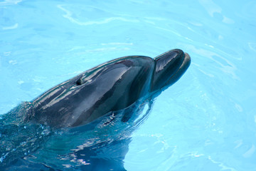 Delfines