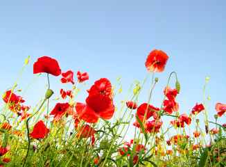 Bright red poppies