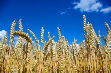Fototapeta premium Wheat close-up