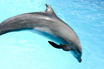 Delfines