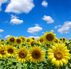 Fototapeta premium sunflowers