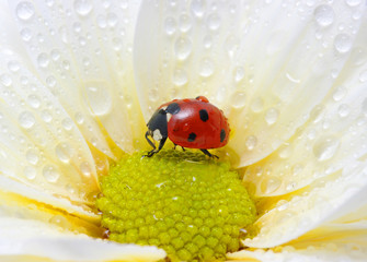 ladybug