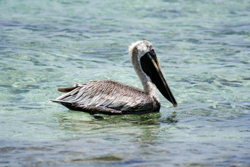 Pelicano