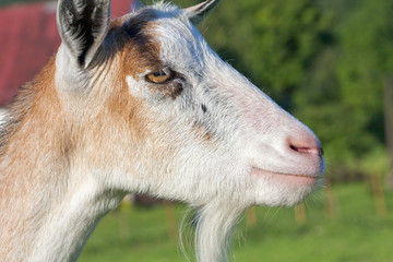 Fototapeta premium Nanny Goat - Portrait