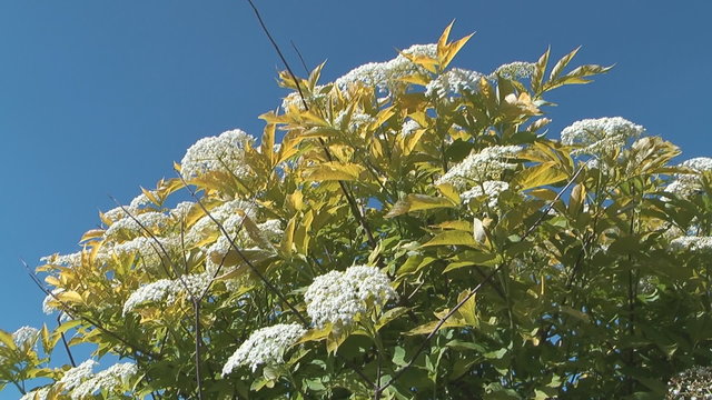 HD 1080 shot of elderberry bush on background  blue sky.