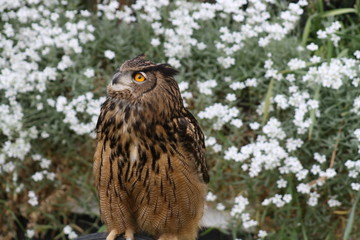 eagle owl 3