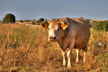 Mucca, sicilia