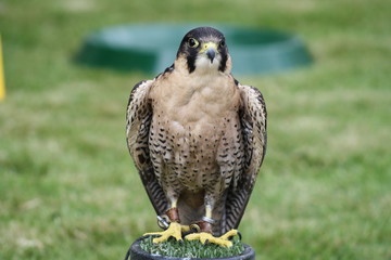 bird of prey 7