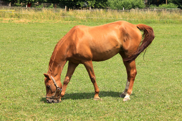 Fototapeta premium Grazing brown Horse on the green Field