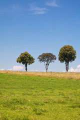 landscape with green field and trees on horizon