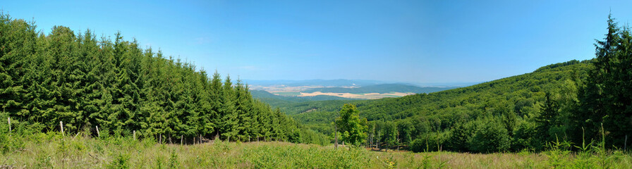 Fototapeta na wymiar Wyszywane panorama szkółki drzew leśnych z dobrym widokiem