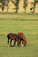 Grazing Horses in the summer Landscape