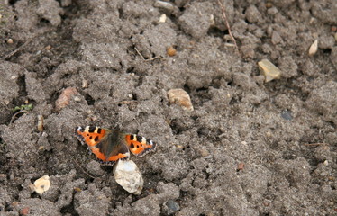 butterfly
