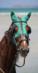 cheval et son bonnet vert