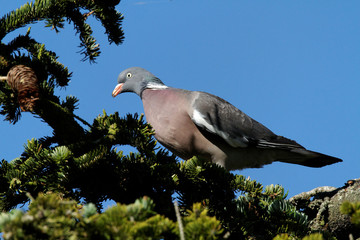 Pigeon ramier - Wood Pigeon (columba palumbus)