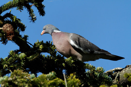 Pigeon ramier - Wood Pigeon (columba palumbus)