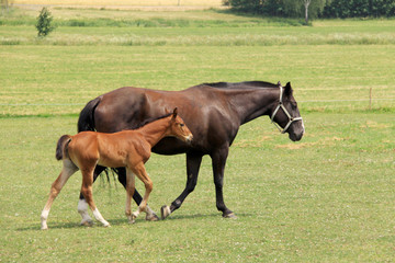 Obraz premium The little Foal with your Mother on the Pasture