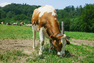Obraz premium cow eating