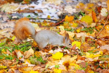 Brown squirrel