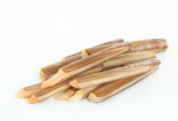 Cannolicchi