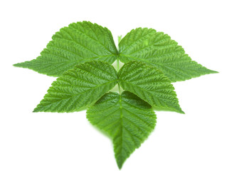 Fototapeta na wymiar Strawberry leaf on white background