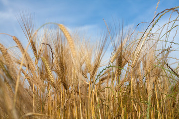 Naklejka premium wheat in evening light