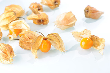 Physalis