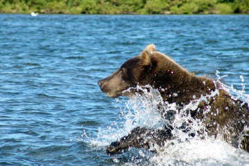 Бурый медведь бежит по воде