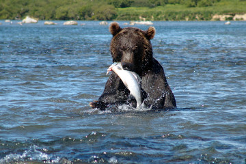 The bear eats fish © Soladkov Andrey