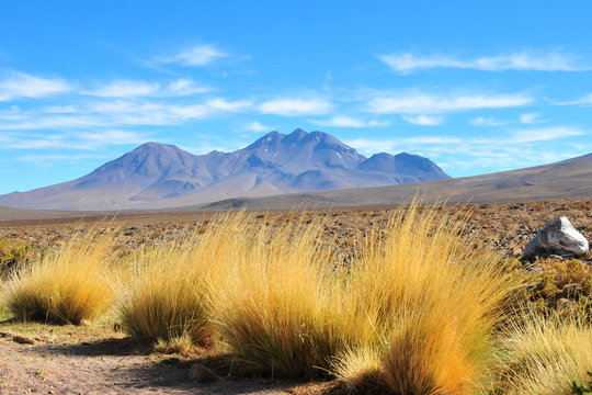 Altiplano chilien.