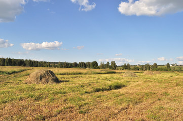Fototapeta premium Haycocks on the meadow
