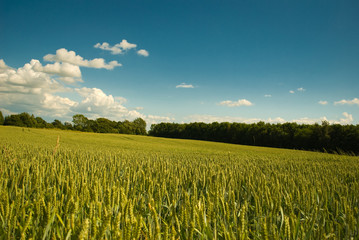 young wheat field