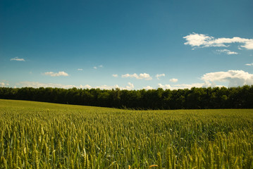young wheat field