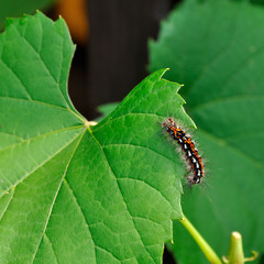 caterpillar